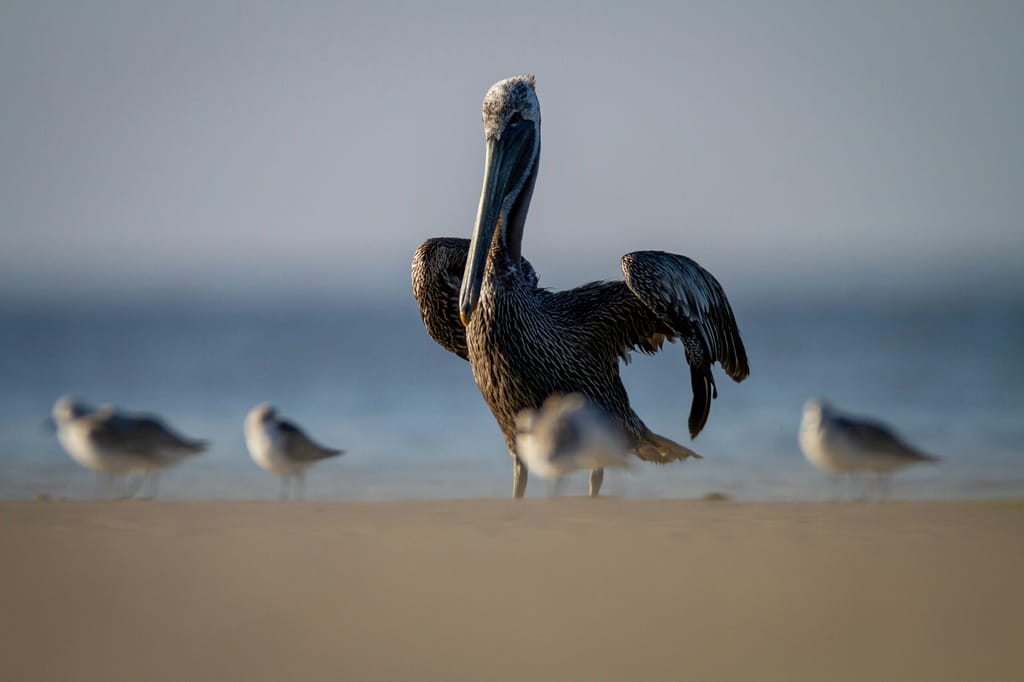 Kiawah Island's Wildlife