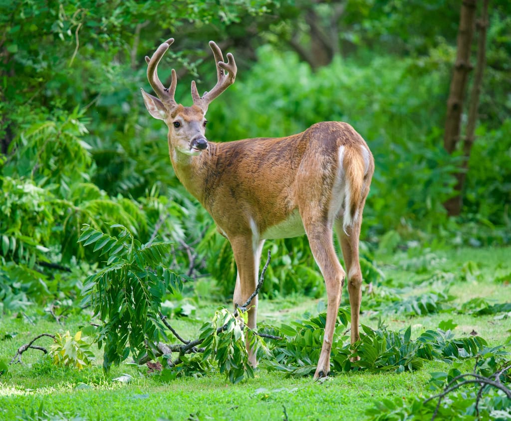 Kiawah Island's Wildlife