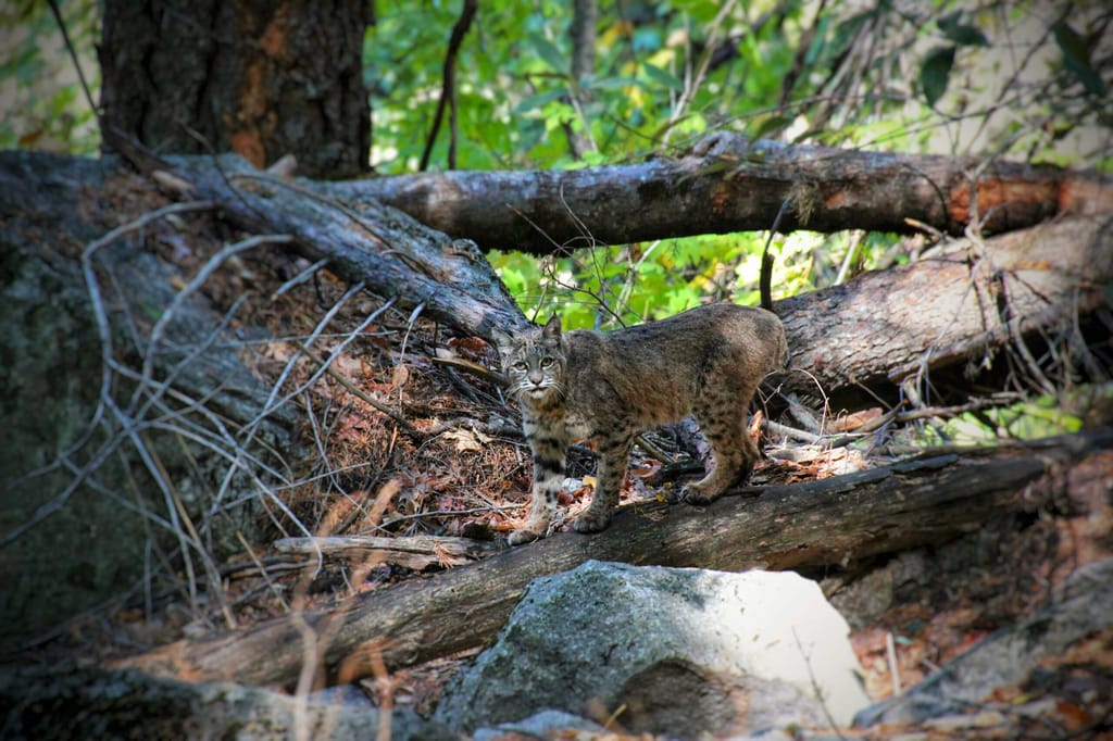 Kiawah Island's Wildlife
