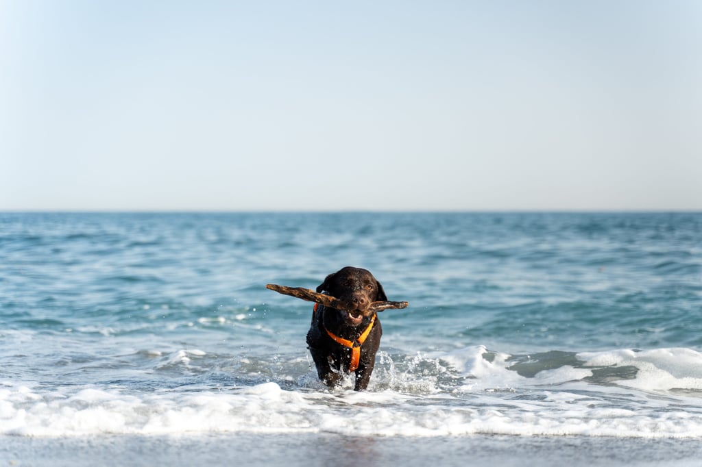 Brown labrador dog running and playing with stick on the summer sandy beach. Animals concept. Stock photo