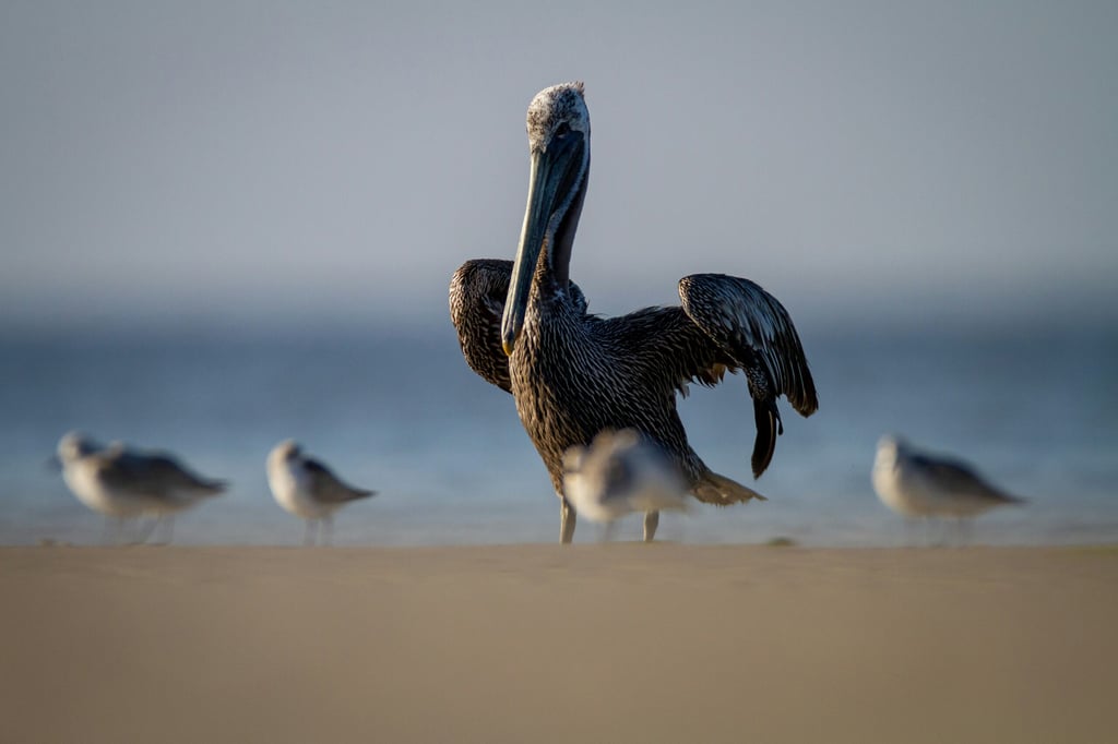 Kiawah Island's Wildlife