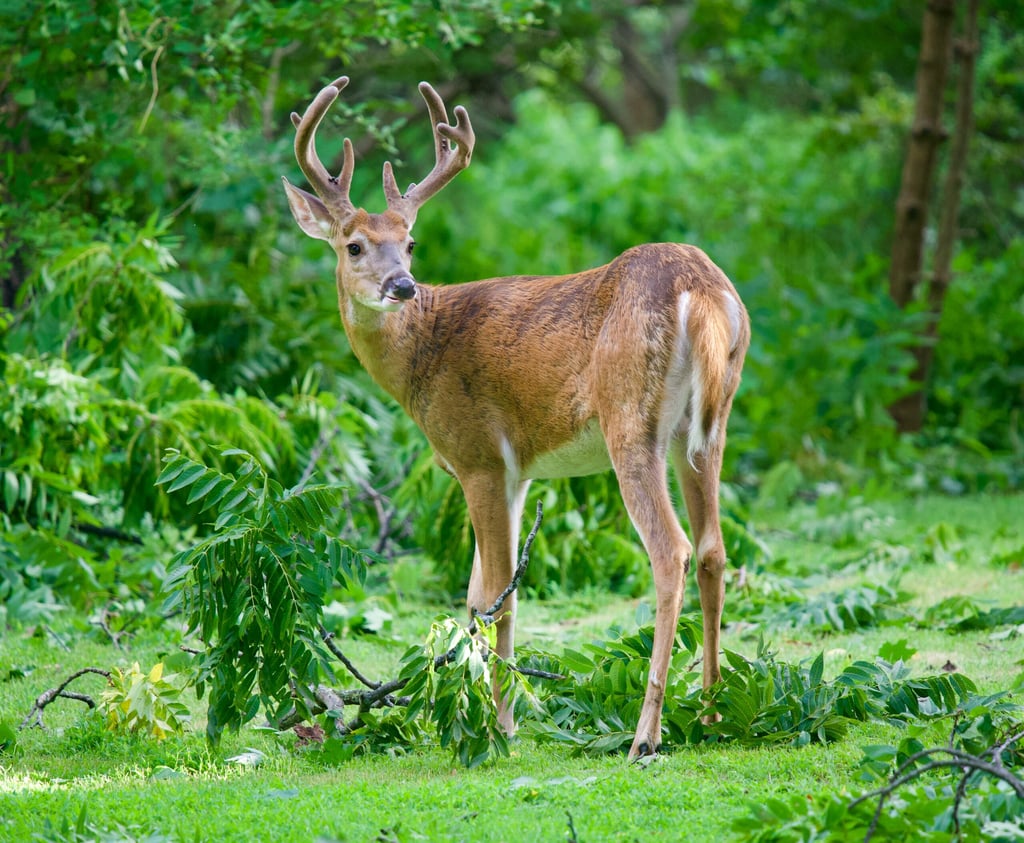 Kiawah Island's Wildlife