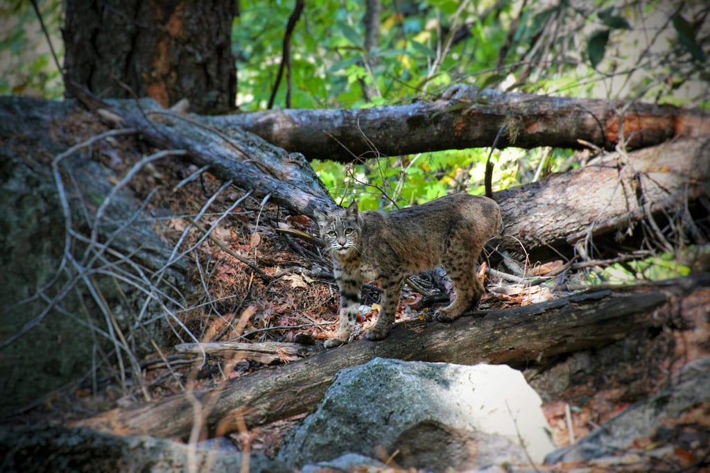 Kiawah Island's Wildlife