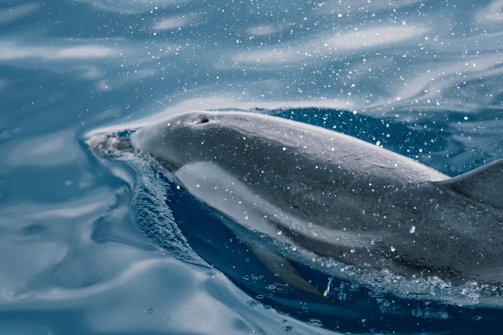 A closeup of a dolphin swimming in the clear blue ocean and splashing the water