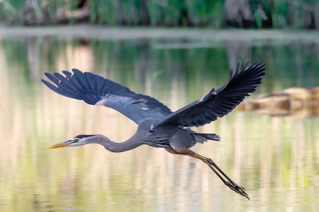 A majestic great blue heron soaring through the air above a tranquil lake