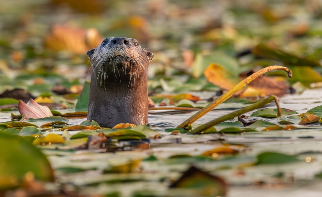A river otter peaks above the lily pads
