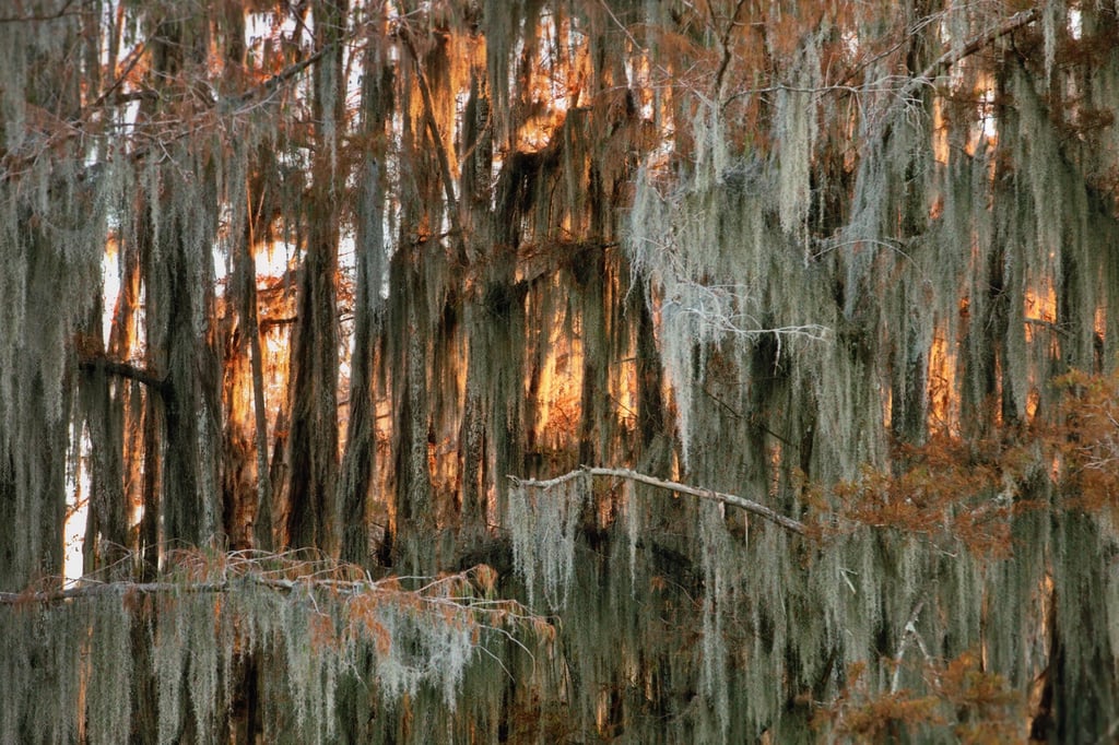 The mesmerizing view of trees in Cypress Swamps on a sunny day