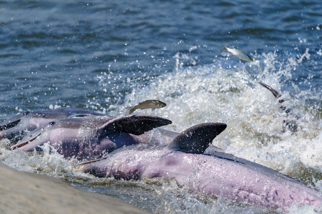 Dolphins on the mudflats of Kiawah Island strand feeding