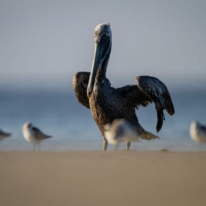 Kiawah Island's Wildlife