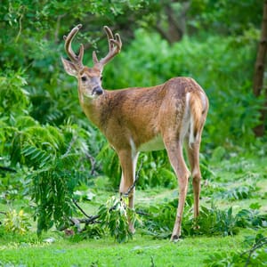 Kiawah Island's Wildlife