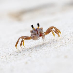 One single ocypode crab crawling along the white sand of a beach while looking forward at camera