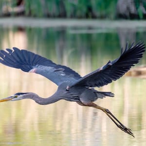 A majestic great blue heron soaring through the air above a tranquil lake