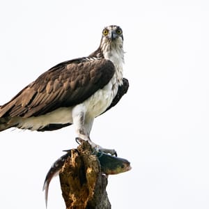 An osprey with a freshly caught fish.