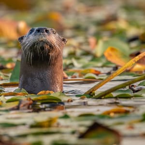 A river otter peaks above the lily pads