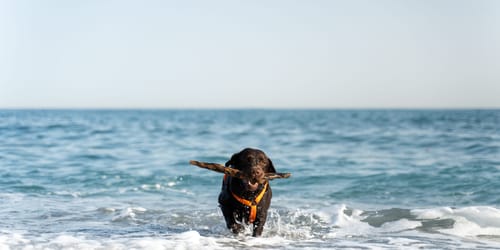 Brown labrador dog running and playing with stick on the summer sandy beach. Animals concept. Stock photo