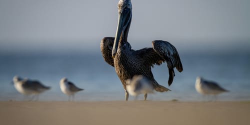 Kiawah Island's Wildlife