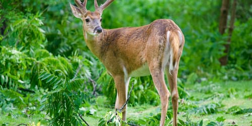 Kiawah Island's Wildlife