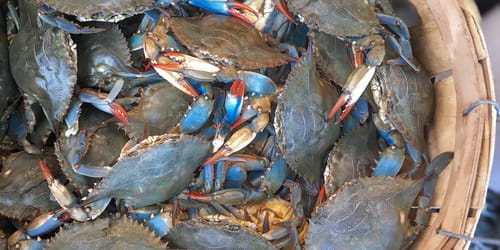 blue Atlantic crabs at Timbers Kiawah