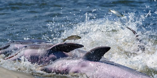 Dolphins on the mudflats of Kiawah Island strand feeding