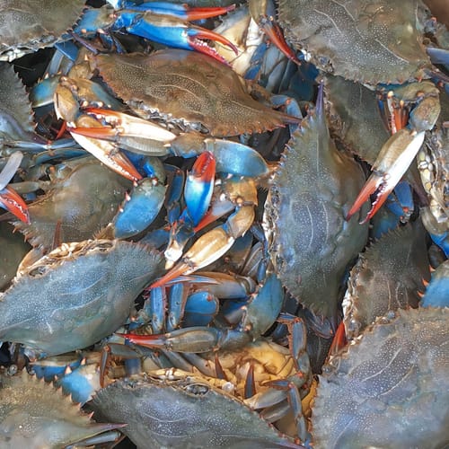 blue Atlantic crabs at Timbers Kiawah