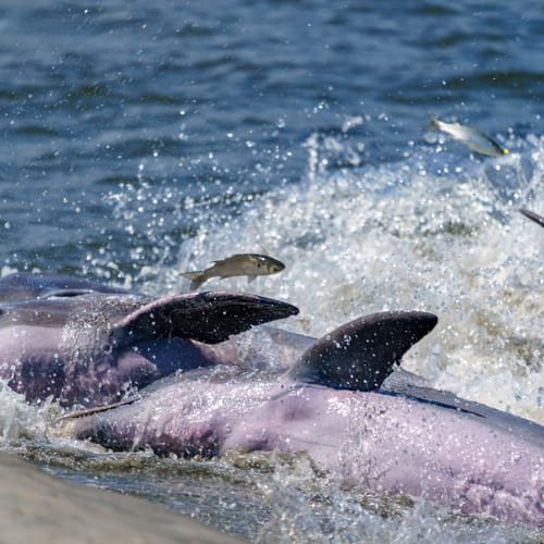 Dolphins on the mudflats of Kiawah Island strand feeding