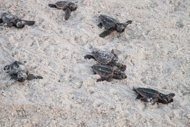 Hatchling baby loggerhead sea turtles Caretta caretta climb out of their nest and make their way to the ocean at dusk on Clam Pass Beach in Naples, Florida