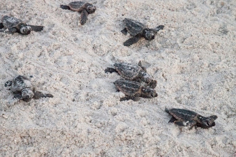 Hatchling baby loggerhead sea turtles Caretta caretta climb out of their nest and make their way to the ocean at dusk on Clam Pass Beach in Naples, Florida