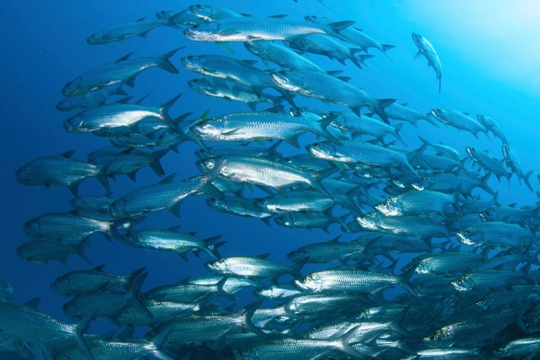 Large school of tarpon off the coast of the Cayman islands